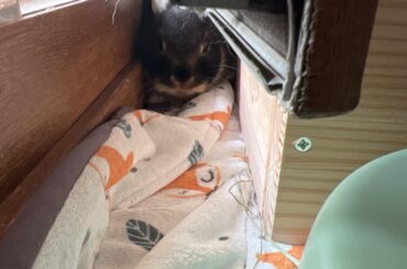 How to get a taste of the outdoor when you’re an indoor bun.