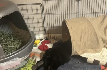 Should I poke his butt?