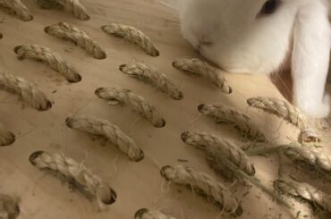 Digging play table or pillow 🤔