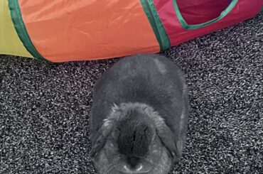 The perfect loaf 🍞