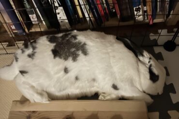 He a lil bit thick, but still very cute…