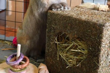 Bunny Calls Dibs On Hay Cube