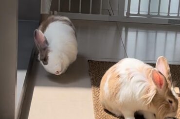 I bet this is the first one seen here levitating