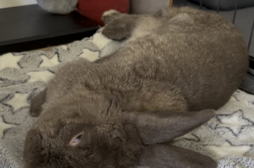 Dreaming Bunneh