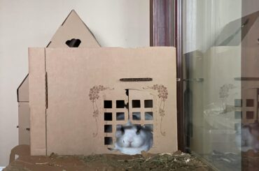 Bun in a box