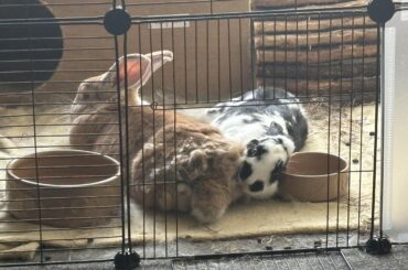 Orion’s Buncomfortable saga