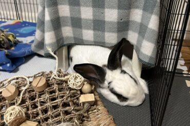 Just a chill lil boi