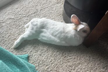 Face hidden, leg out. Perfectly bun comfortable.