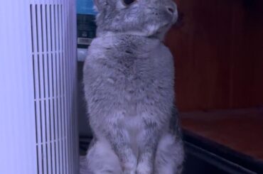 the statue of ruberty