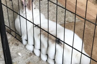 Freckles would like to know if this xpen makes her look fat…