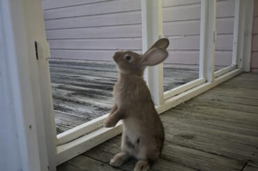Rova watching the sunset