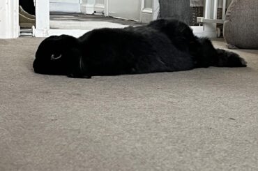 Melting Bunneh