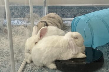 Sweet, soft, cuddly little Roomba ☁️🐇