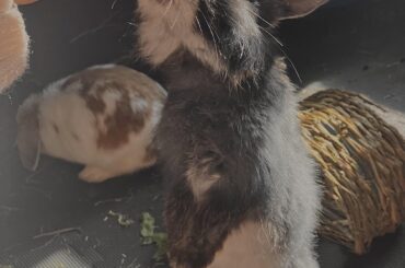 Gluttonous for more cherries.