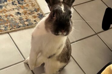 Here you go everyone 🐰