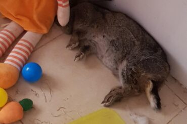 Yes right under the doll's hand