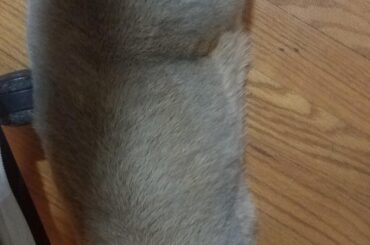 Because under mommy's chair is absolutely the best place to sleep