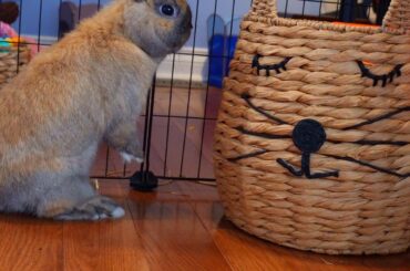 Bunny Vs. Cat Basket