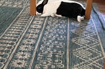 Let’s try again! He likes to be squished between things. Head and butt on table legs, and body on fan, which is running!