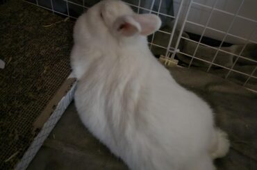 Just casually leaning on this cardboard scratcher