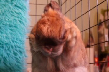 Baby Bunny Washing Up