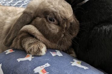 I will fit in the bed