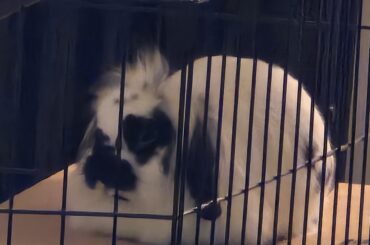 Loafed on his box 📦