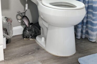 Ok... Guess it's nice and cool under there...