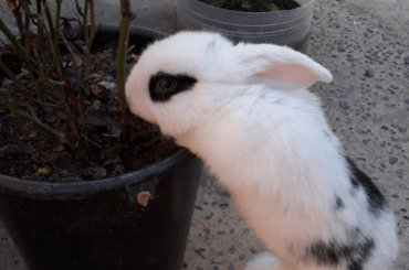 Bonnie loves to prowl through Mom's plants. It's her favorite place 😂😍.