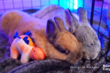 Sweet Bunny Sleepy Cuddles