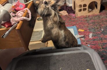 I have found the source of the peas mother