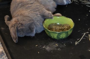 Napping while guarding the goods