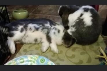 Thunder was taking one good nap.