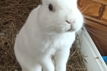 Señor Bunny in his treat-demanding mode