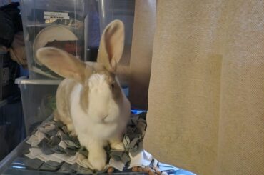Guess who found the secret bowl of dog cookies