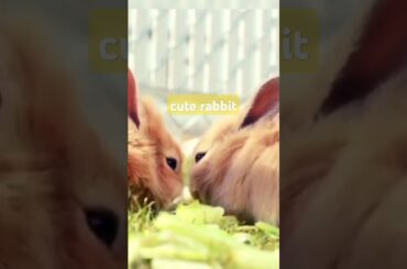 cute rabbit #cute #bunny #rabbit #pets #animals #cowgoat #shortvideo #automobile #farmbd #aviation