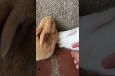 have fun with beby rabbits #rabbit #bunny #cute #pets #animals #beautiful #cuteanimals #cutebunny