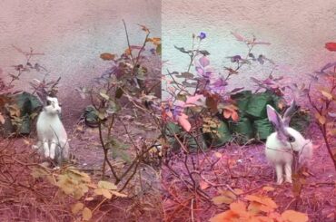 Cute Rabbit Video Natural looking view//#animal