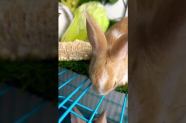 Cute rabbit //rabbit food #nature #travel #automobile #love #beautiful #eating #foodchallenge