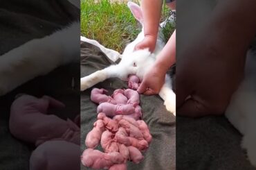 Cute Rabbit - Baby Animals 1 To 16 Days