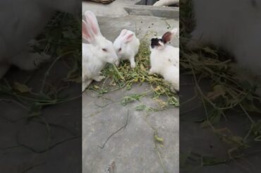 Cute Rabbit #trending #cuteanimal #cuterabbit #viralvideo #vlog #shortfeed #shorts #lucknow #love
