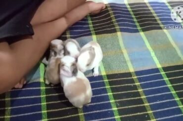 Cute Baby Rabbit playing  , Feeding  Activities  || Buny Rabbit  || Baby Rabbit  ||Vlog