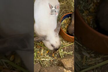 Cute rabbits#rabbit  #explore #cute #nature#cute#bunny#sydneyaustralia