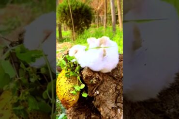 Cute rabbit eats honey # 29