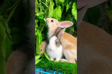Cute rabbit #nature #travel #love #automobile #beautiful #eating