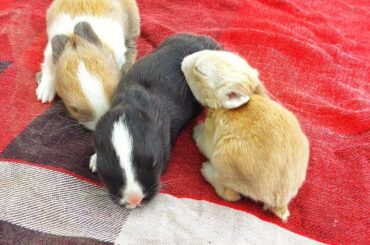 Cute cute baby bunny