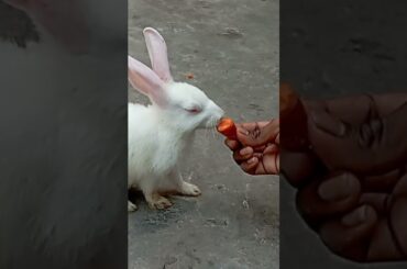 cute rabbit