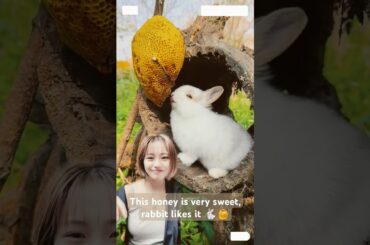 Cute rabbit eat honey and like it very much #cute #kelinci #rabbit #pets