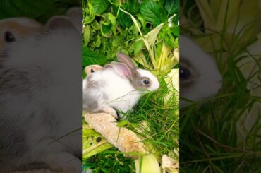 Cute rabbit //cute bunny #foodchallenge #eating #forest #bunny #naturechallenge #cute