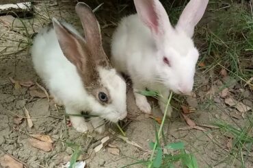 Cute Baby Rabbit Eating | Cute Bunny